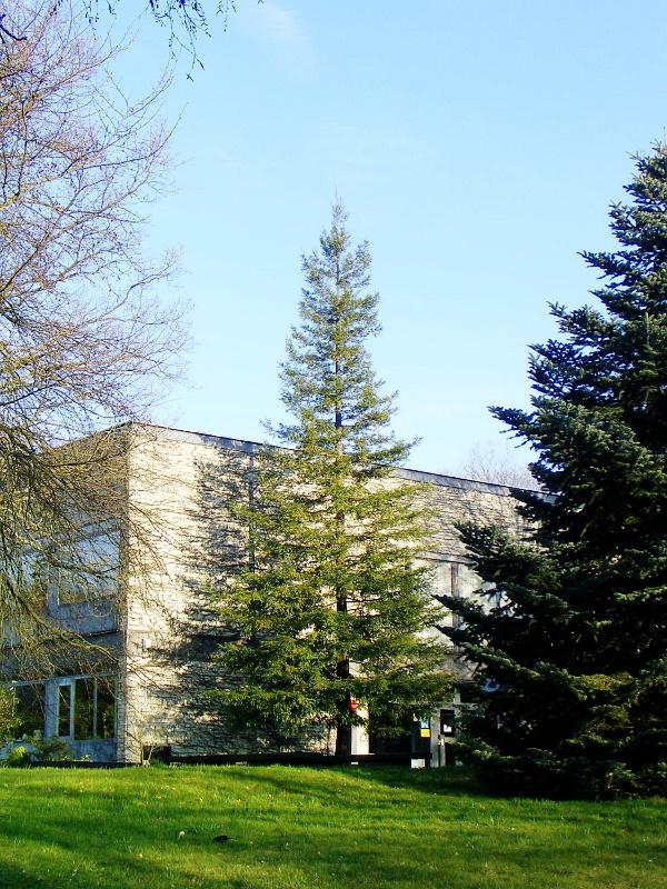 Botanischer Garten Der Universitat Saarbrucken Mammutbaum Tripel